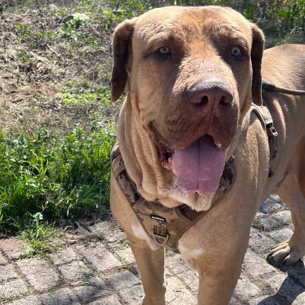 Enlarge Merlin, a Adoptable Mastiff in Riverside, CA image 2/6