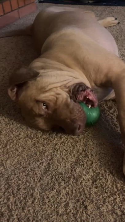 Enlarge Merlin, a Adoptable Mastiff in Riverside, CA video 5/6