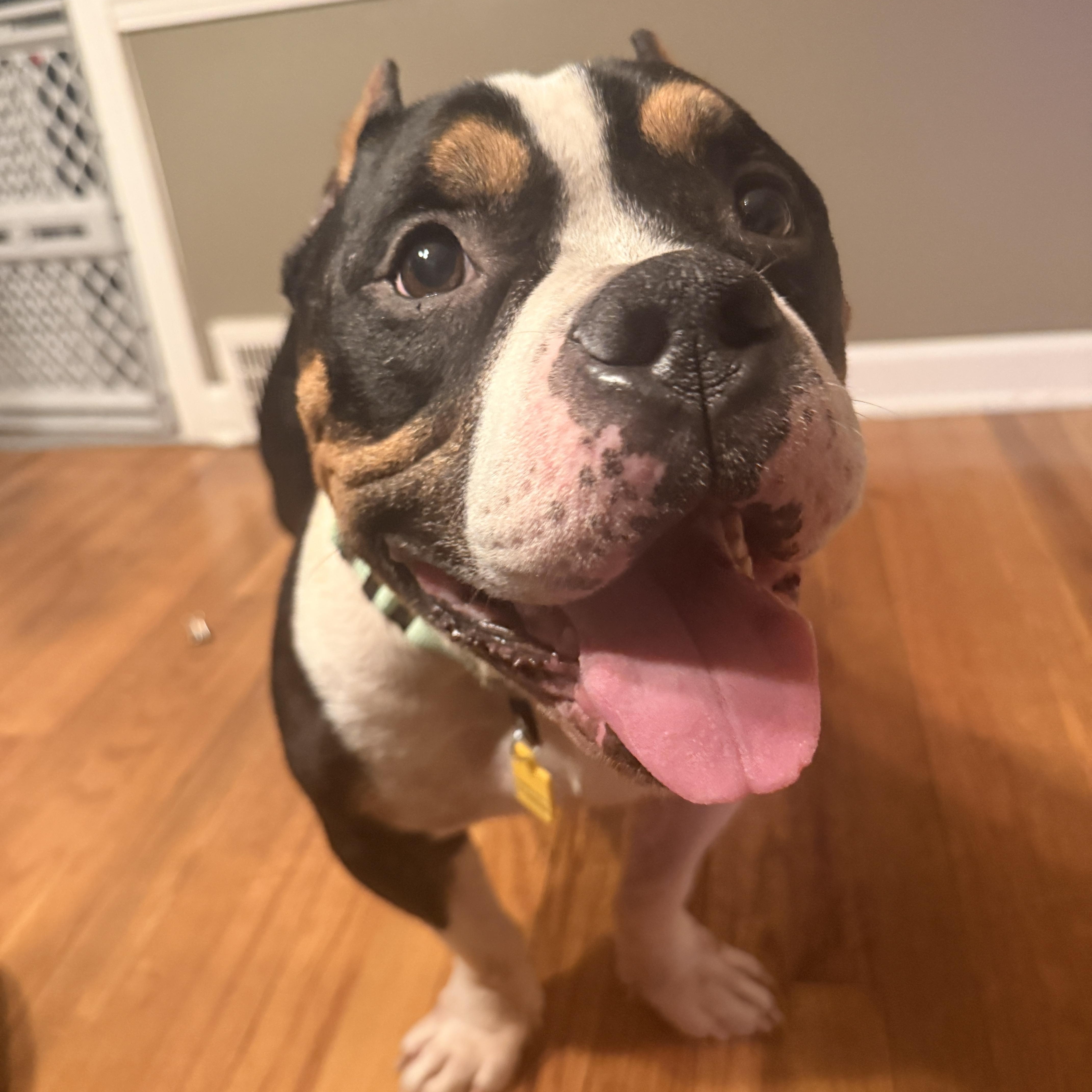 Enlarge Beau, a Adoptable American Bully in Lyndhurst, OH image 1/1