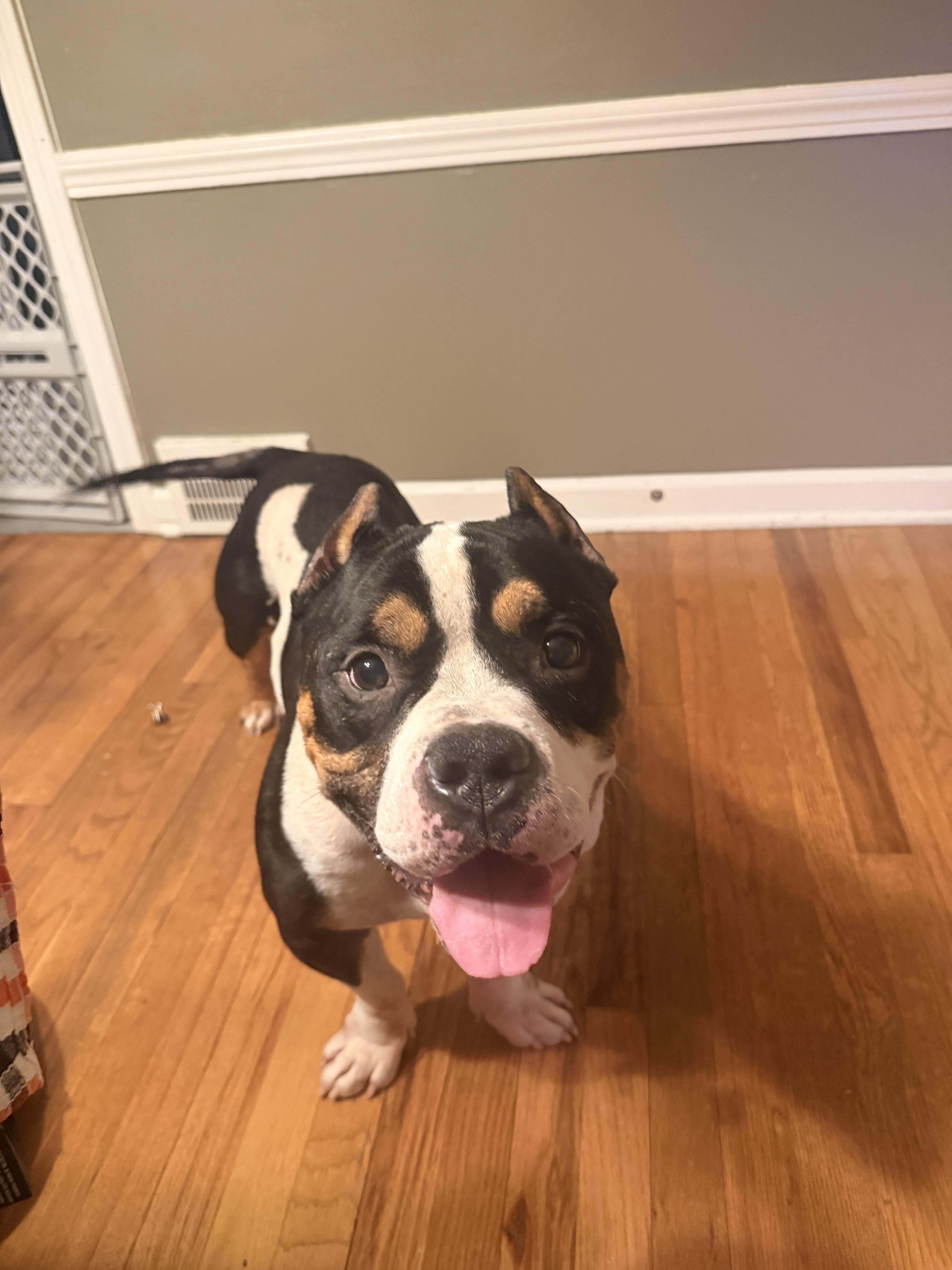 Enlarge Beau, a Adoptable American Bully in Lyndhurst, OH image 4/4
