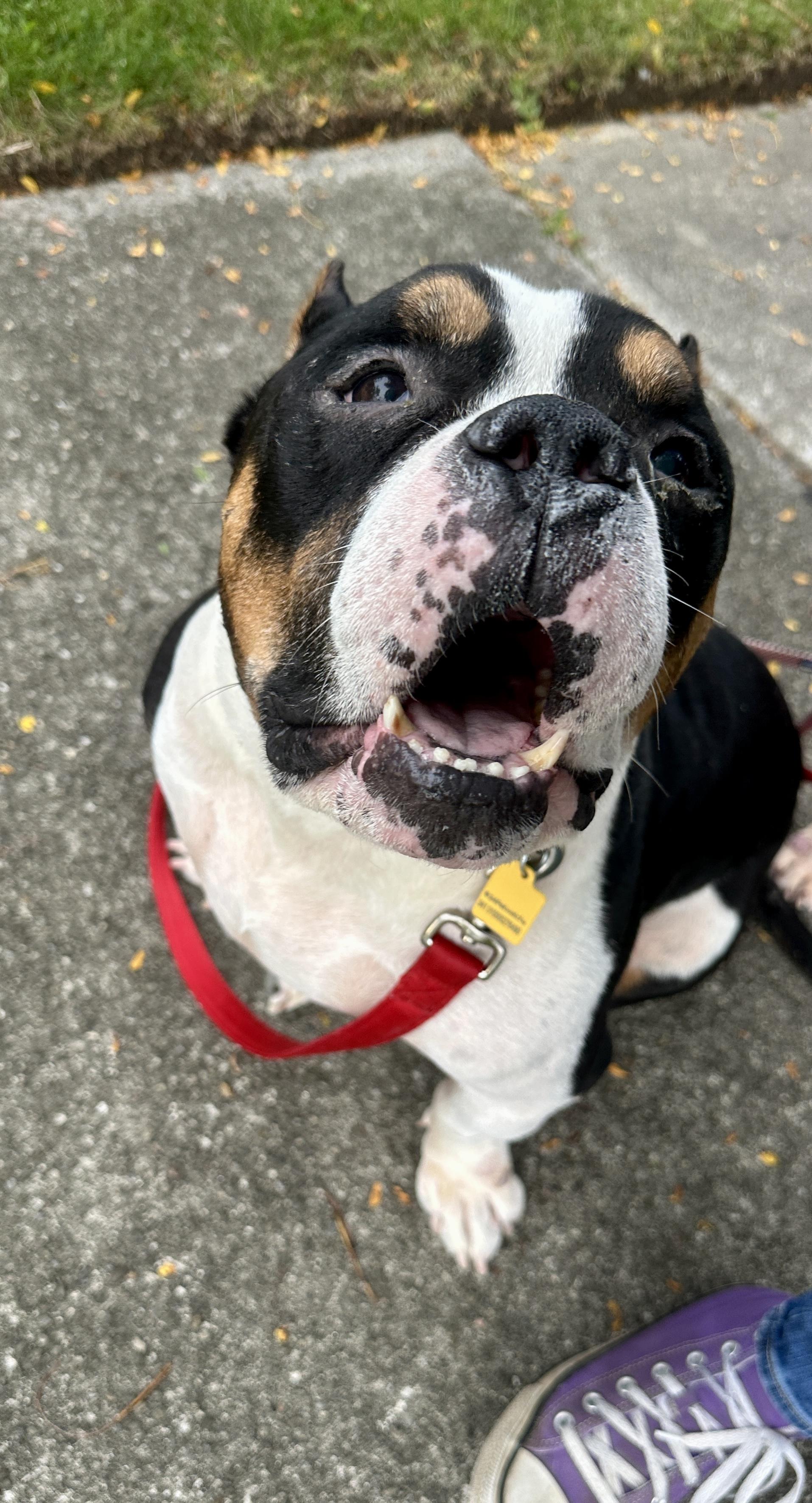 Enlarge Beau, a Adoptable American Bully in Lyndhurst, OH image 3/4