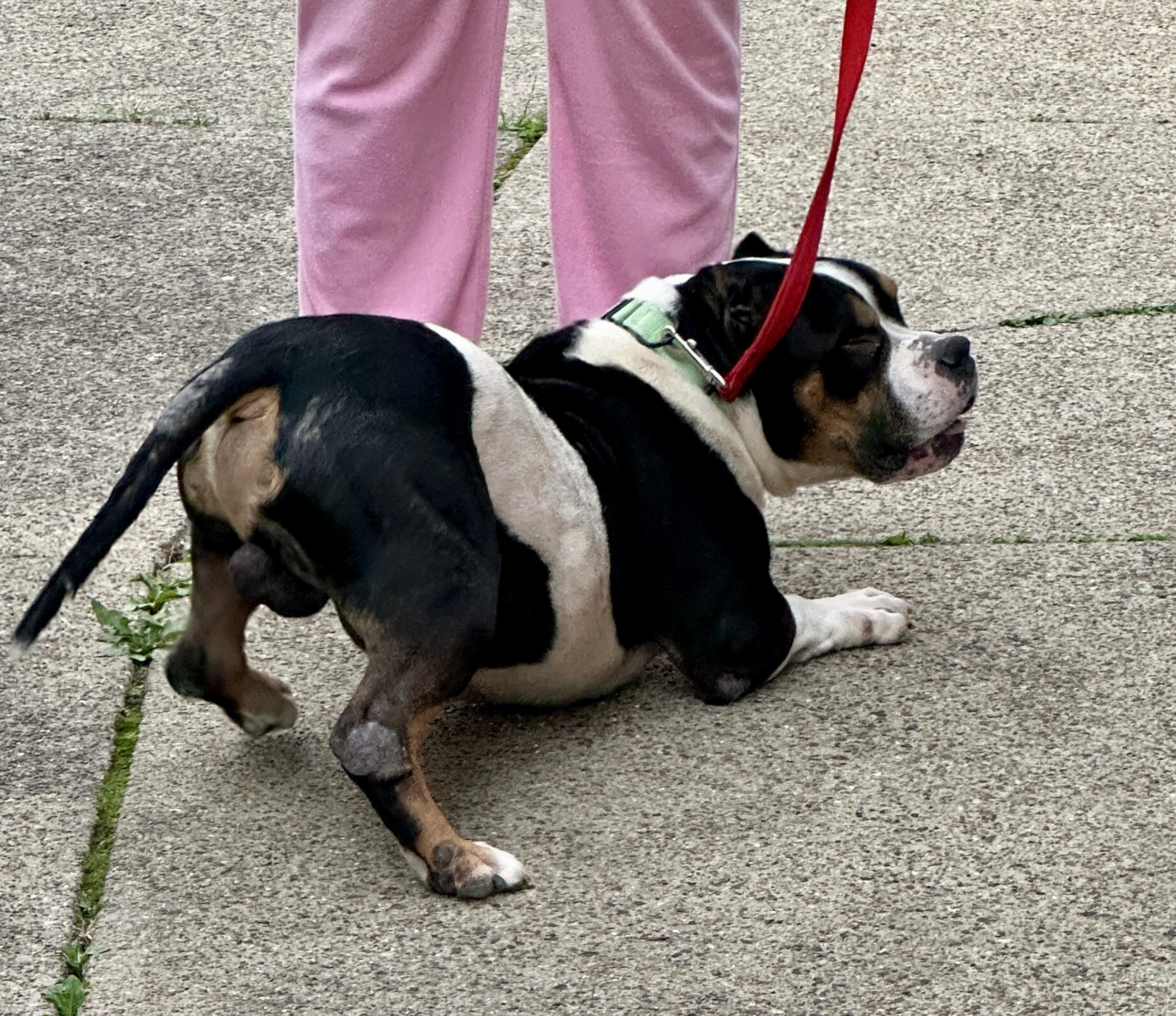 Enlarge Beau, a Adoptable American Bully in Lyndhurst, OH image 2/4
