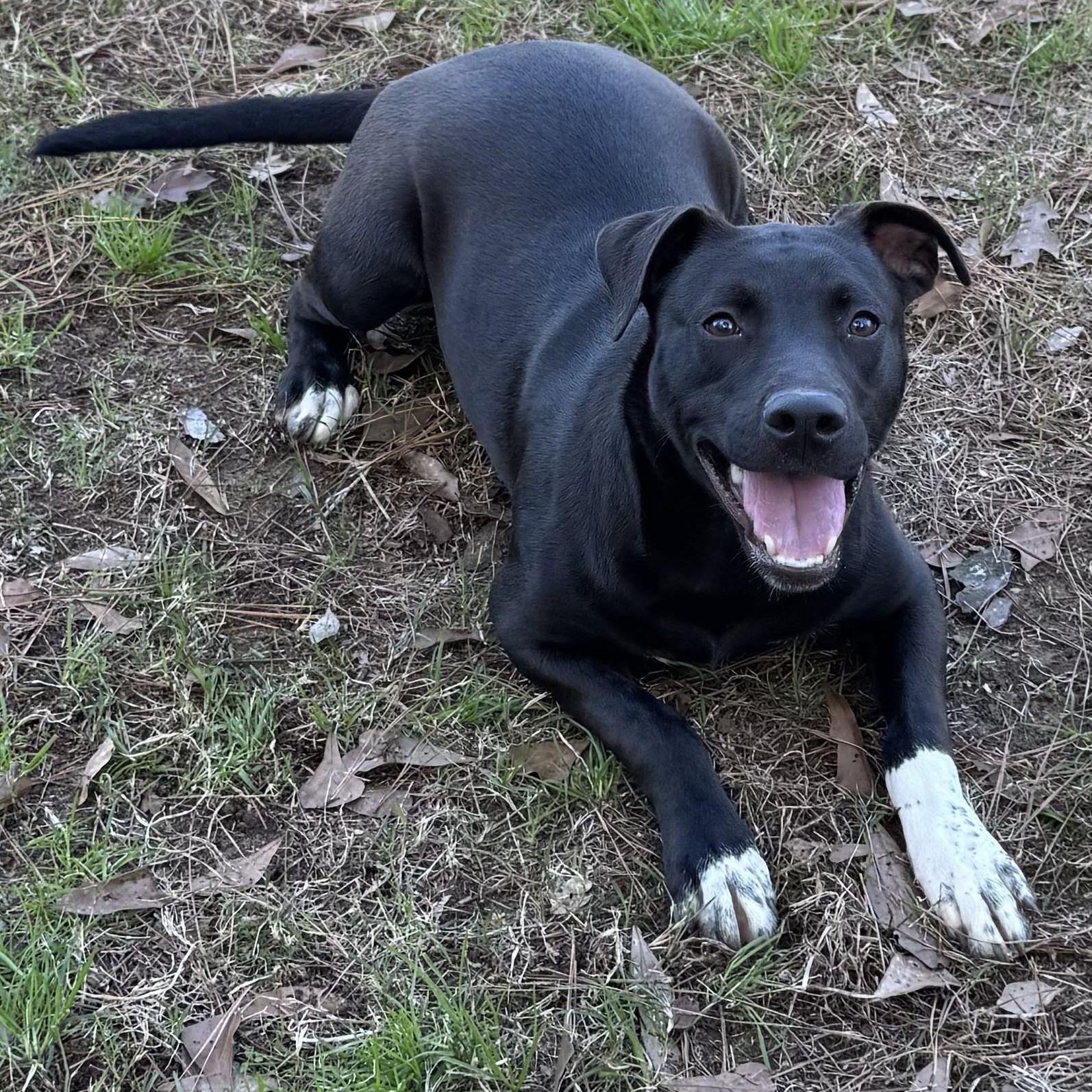 Enlarge Meredith, a ADOPTABLE mixed breed in Summerdale, AL image 1/1