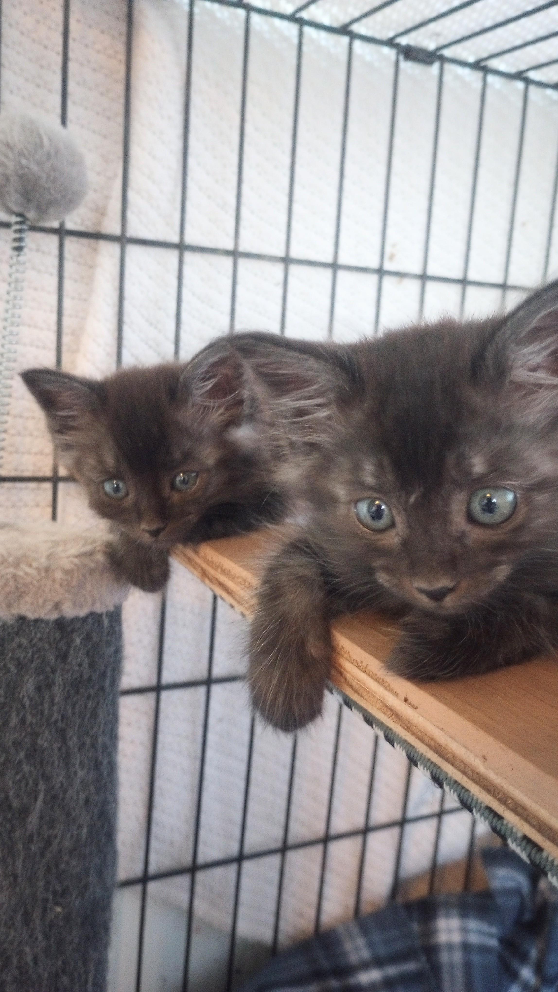 Enlarge Conner & Cory, a Adoptable mixed breed in Santa Rosa, CA image 3/5