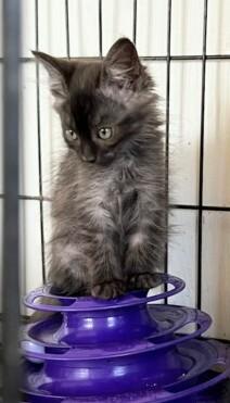 Enlarge Conner & Cory, a Adoptable mixed breed in Santa Rosa, CA image 5/5