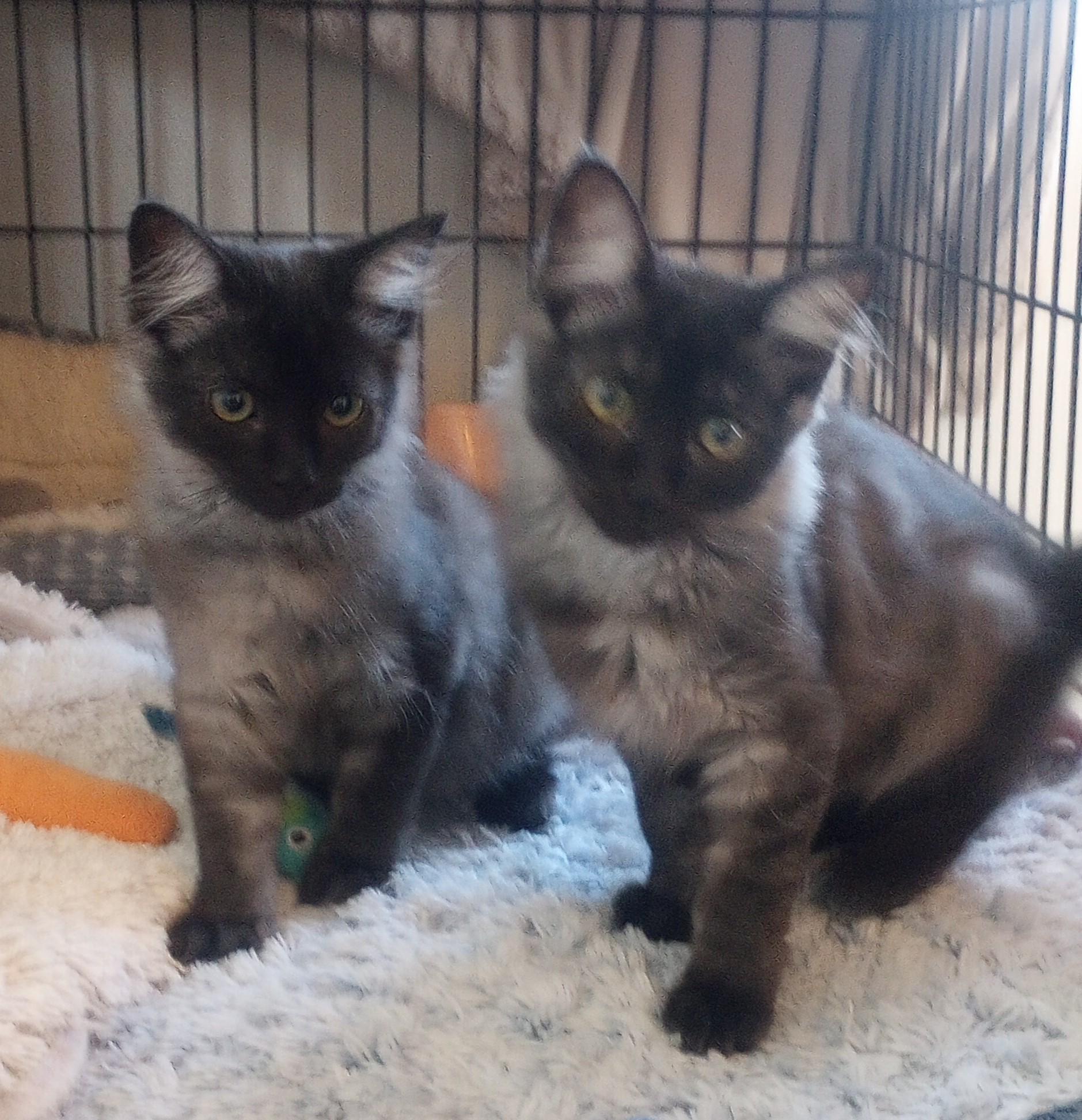Conner & Cory, Adoptable, Kitten Male Domestic Medium Hair.