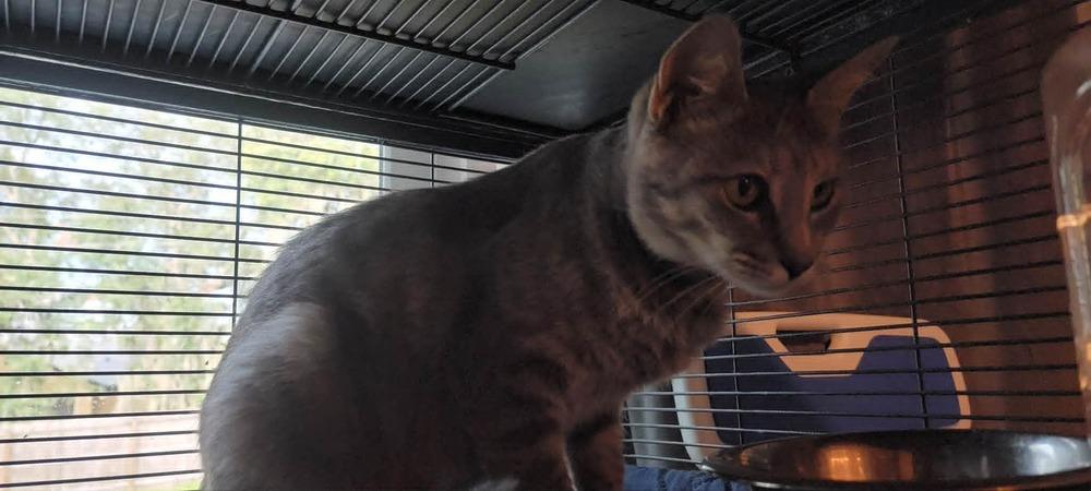 Enlarge Mama Styles, a Adoptable Domestic Short Hair in DELTONA, FL image 1/5