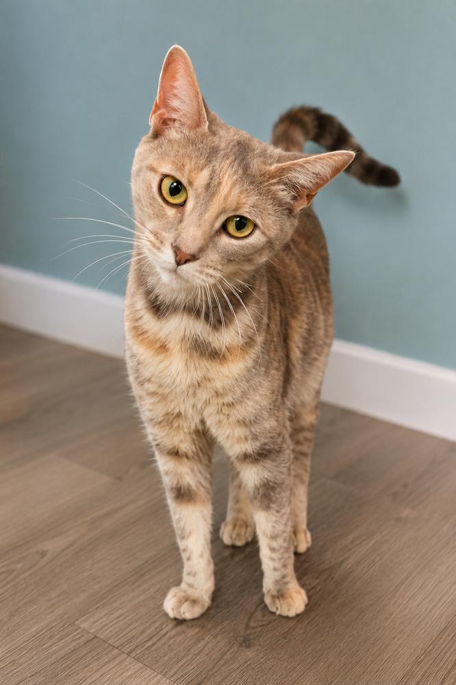 Enlarge Mama Styles, a Adoptable Domestic Short Hair in DELTONA, FL image 2/5