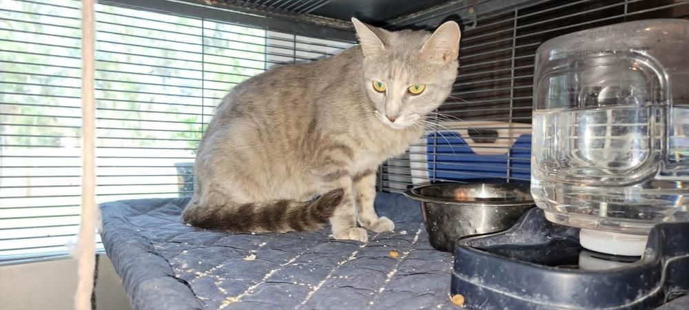 Enlarge Mama Styles, a Adoptable Domestic Short Hair in DELTONA, FL image 3/5