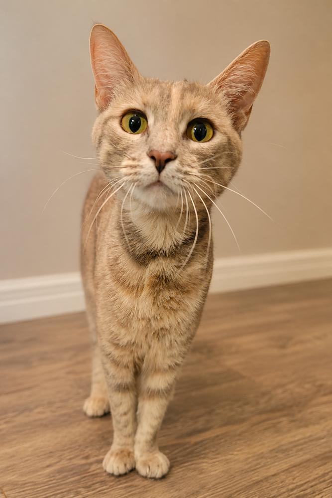 Enlarge Mama Styles, a Adoptable Domestic Short Hair in DELTONA, FL image 4/5