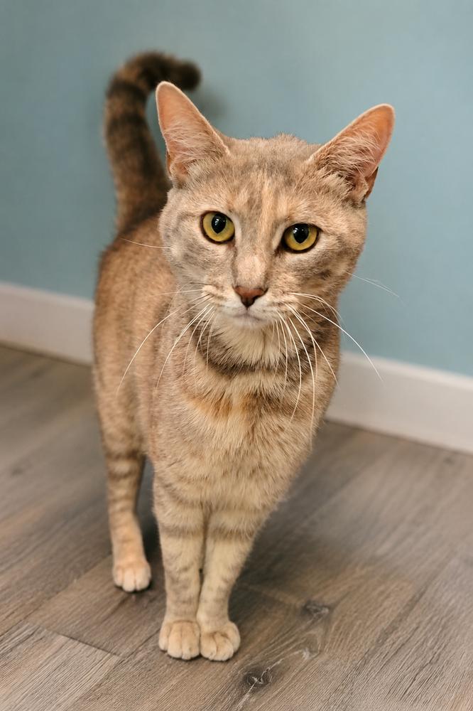 Enlarge Mama Styles, a Adoptable Domestic Short Hair in DELTONA, FL image 5/5