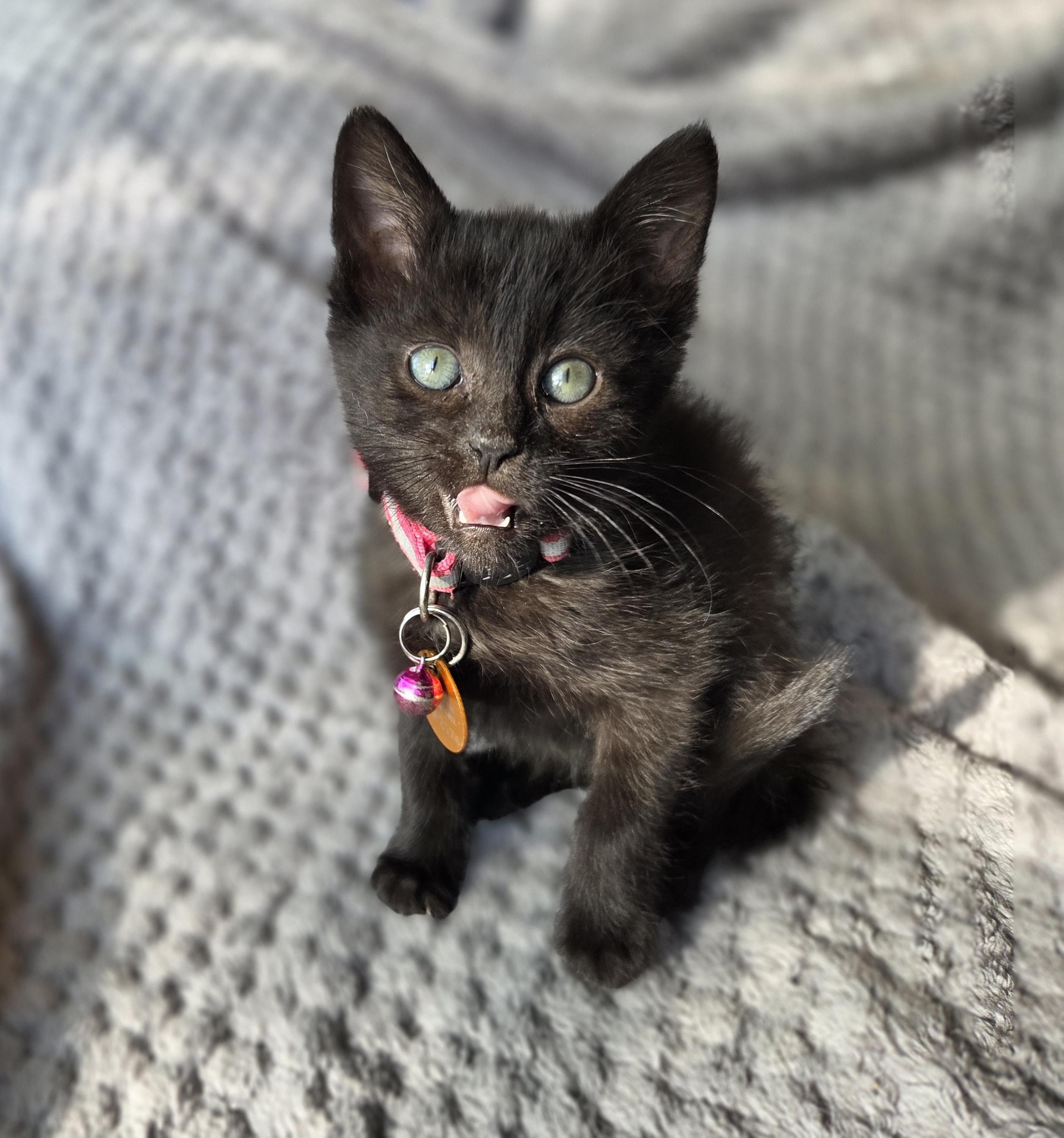 Hayley, an adoptable Domestic Short Hair in Pasco, WA, 99301 | Photo Image 3
