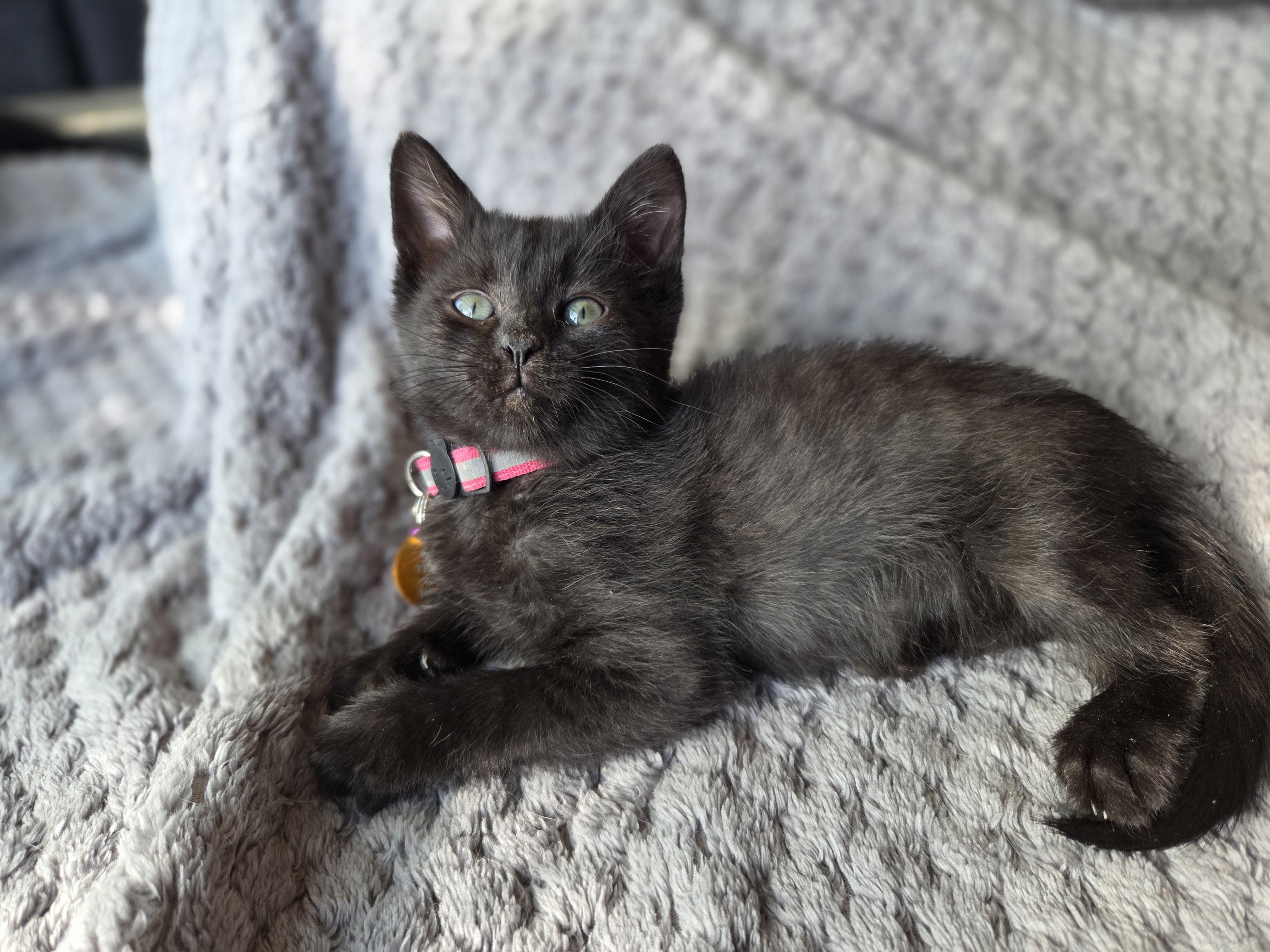 Hayley, an adoptable Domestic Short Hair in Pasco, WA, 99301 | Photo Image 5