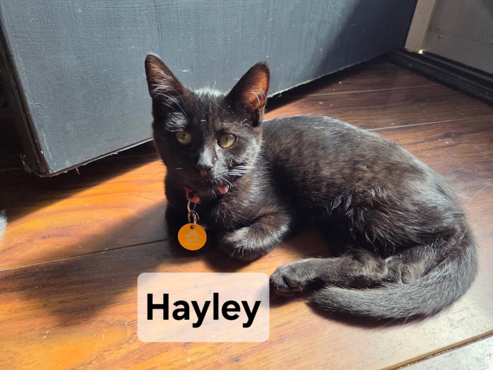 Hayley, an adoptable Domestic Short Hair in Pasco, WA, 99301 | Photo Image 6