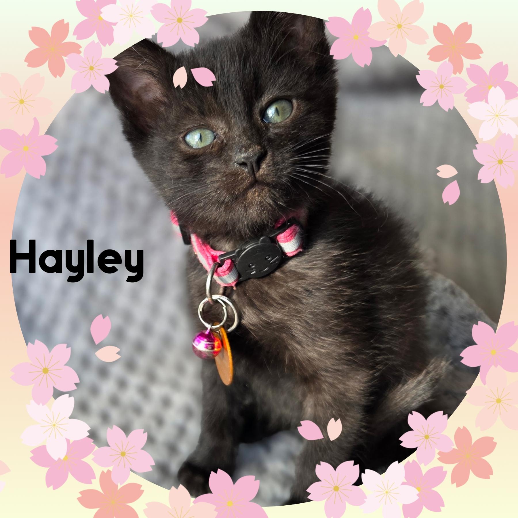Hayley, Baby Female Domestic Short Hair
