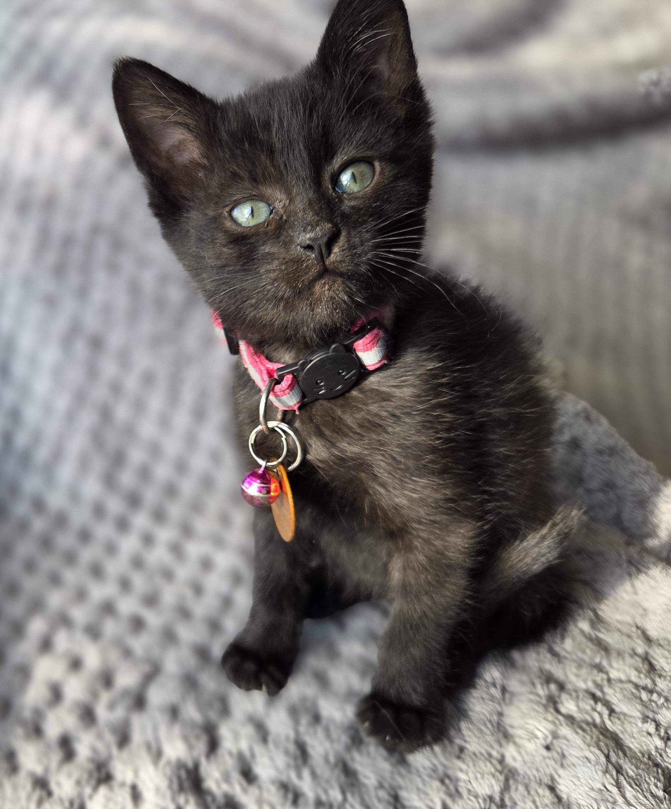 Hayley, an adoptable Domestic Short Hair in Pasco, WA, 99301 | Photo Image 4