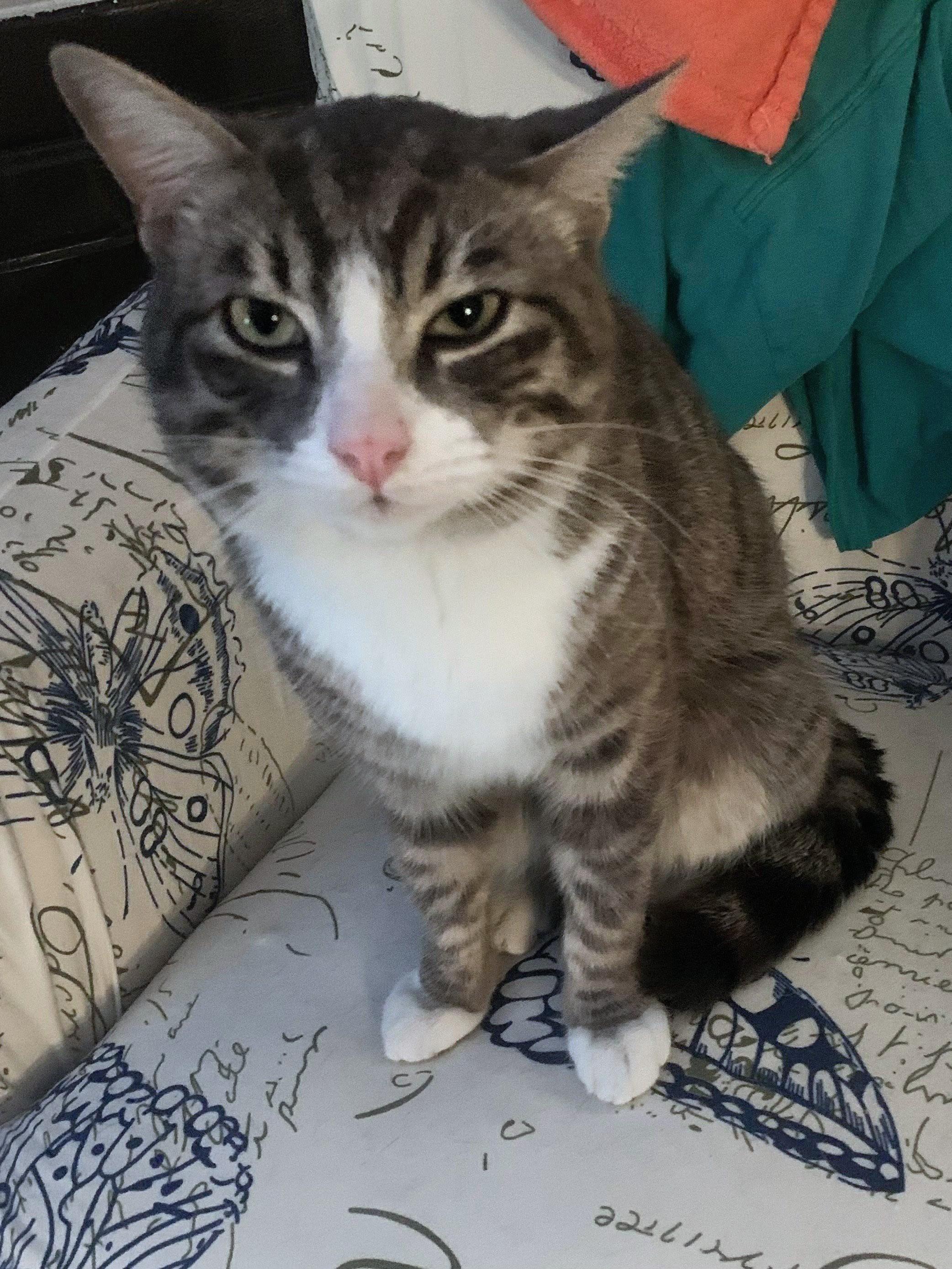 Enlarge Hobo, a ADOPTABLE American Shorthair in PEARLAND, TX image 1/3