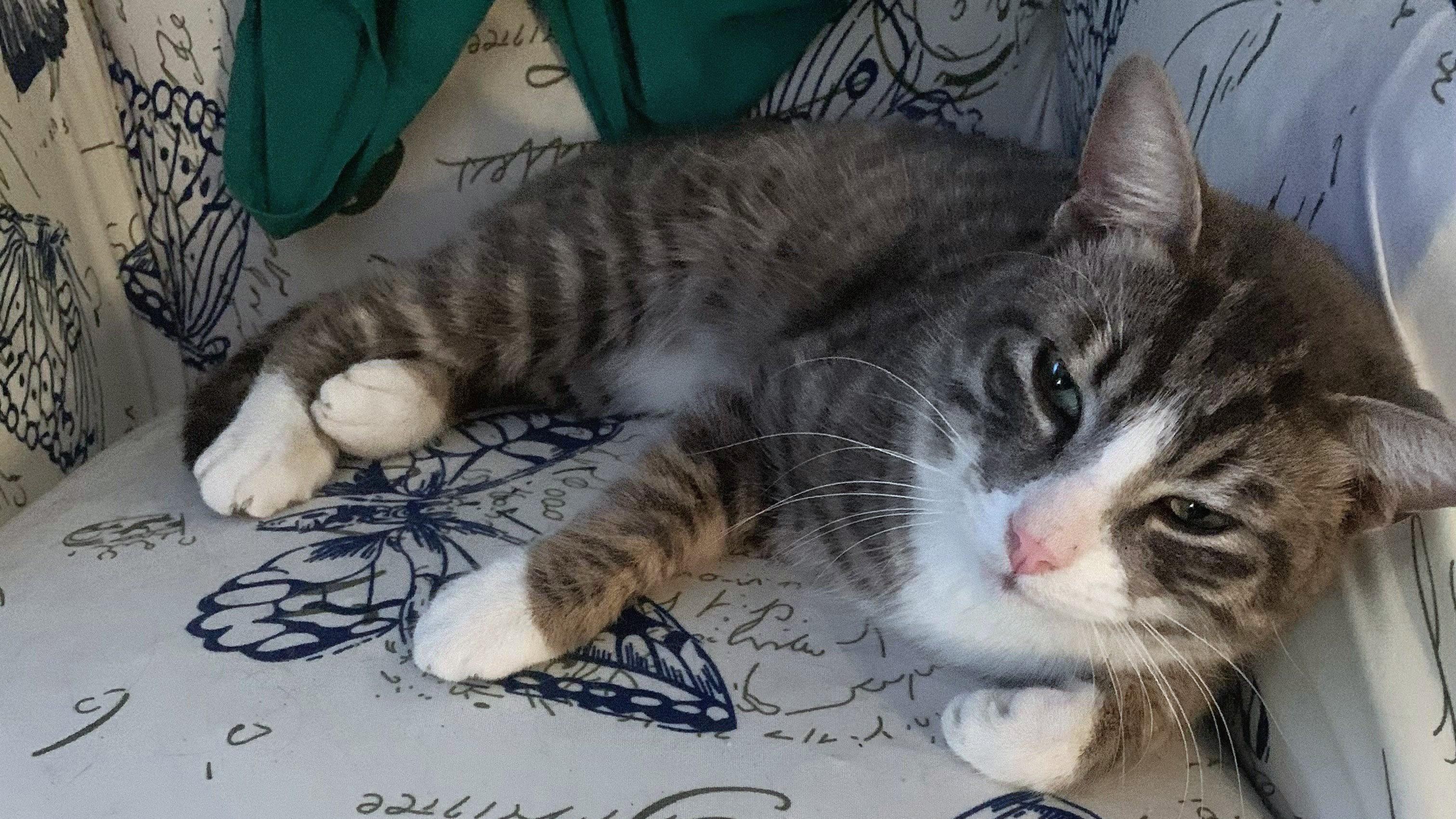 Enlarge Hobo, a ADOPTABLE American Shorthair in PEARLAND, TX image 2/3