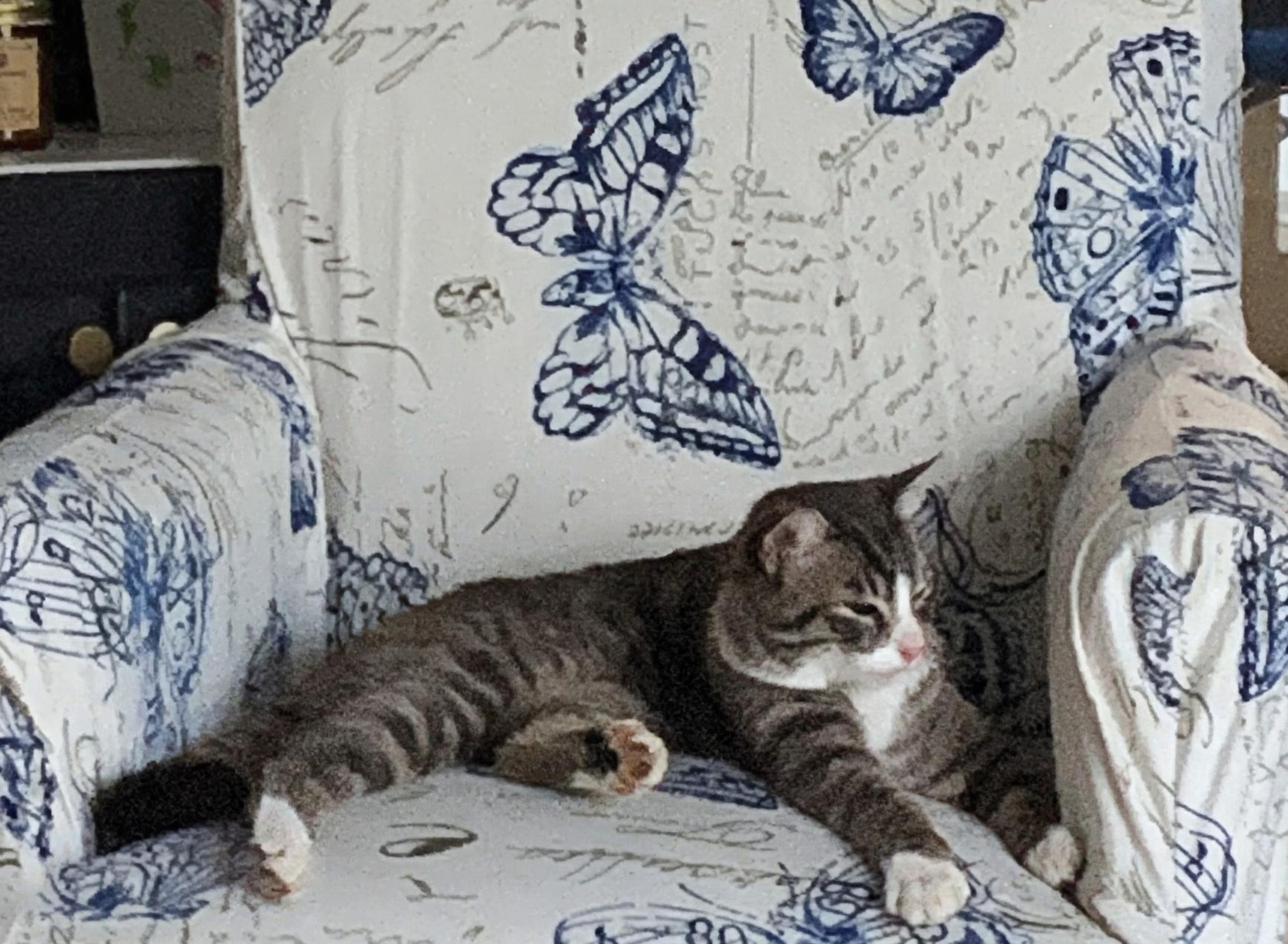 Enlarge Hobo, a ADOPTABLE American Shorthair in PEARLAND, TX image 3/3