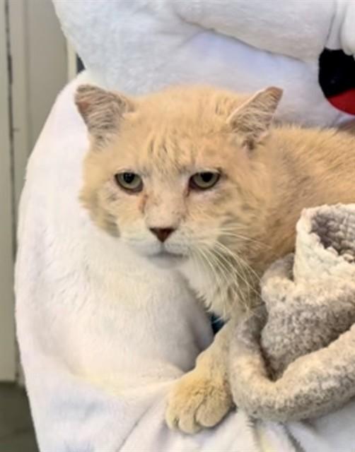Enlarge MARSHALL, a Adoptable Domestic Short Hair in Long Beach, CA image 1/1