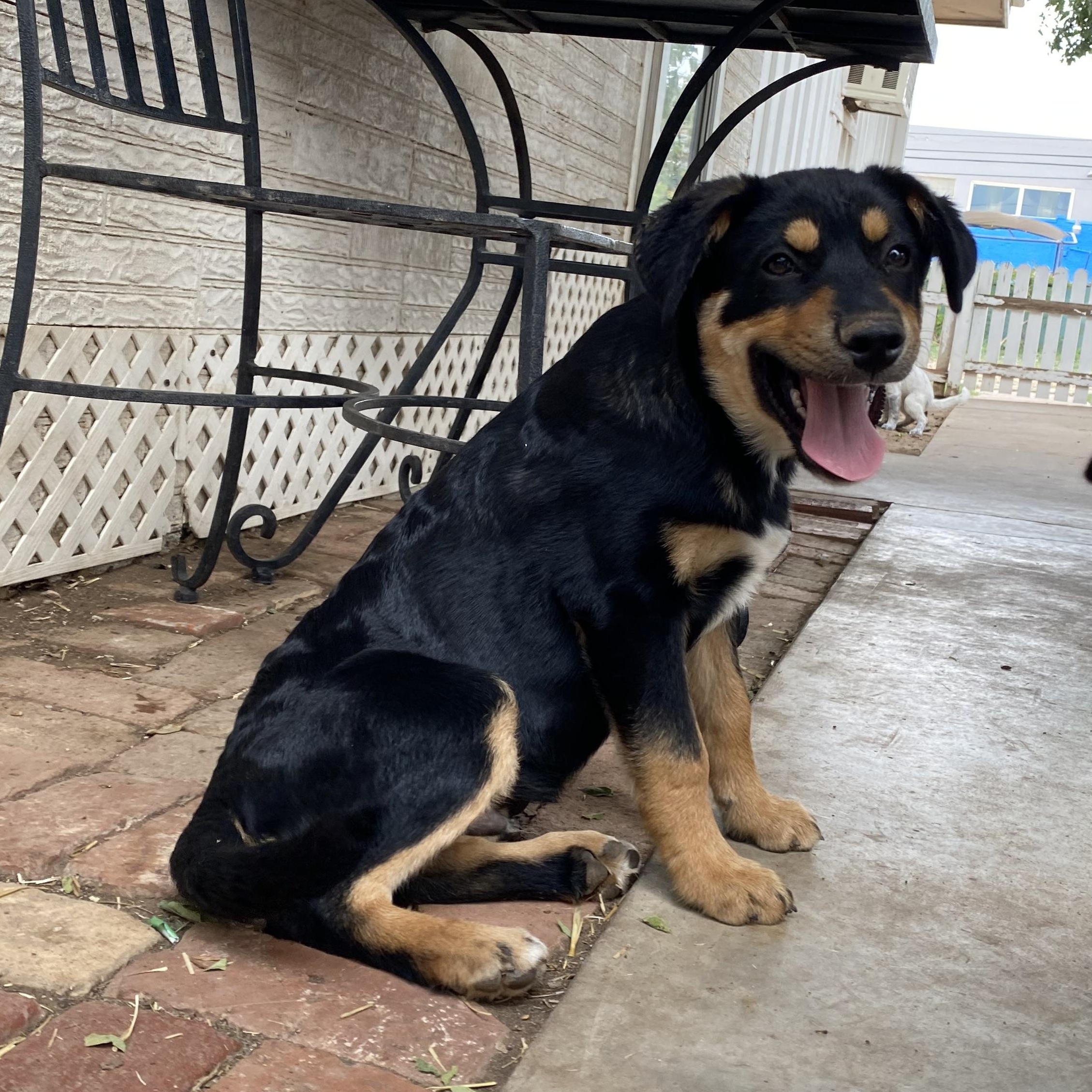 Skeet, ADOPTABLE, Puppy Male German Shepherd Dog.