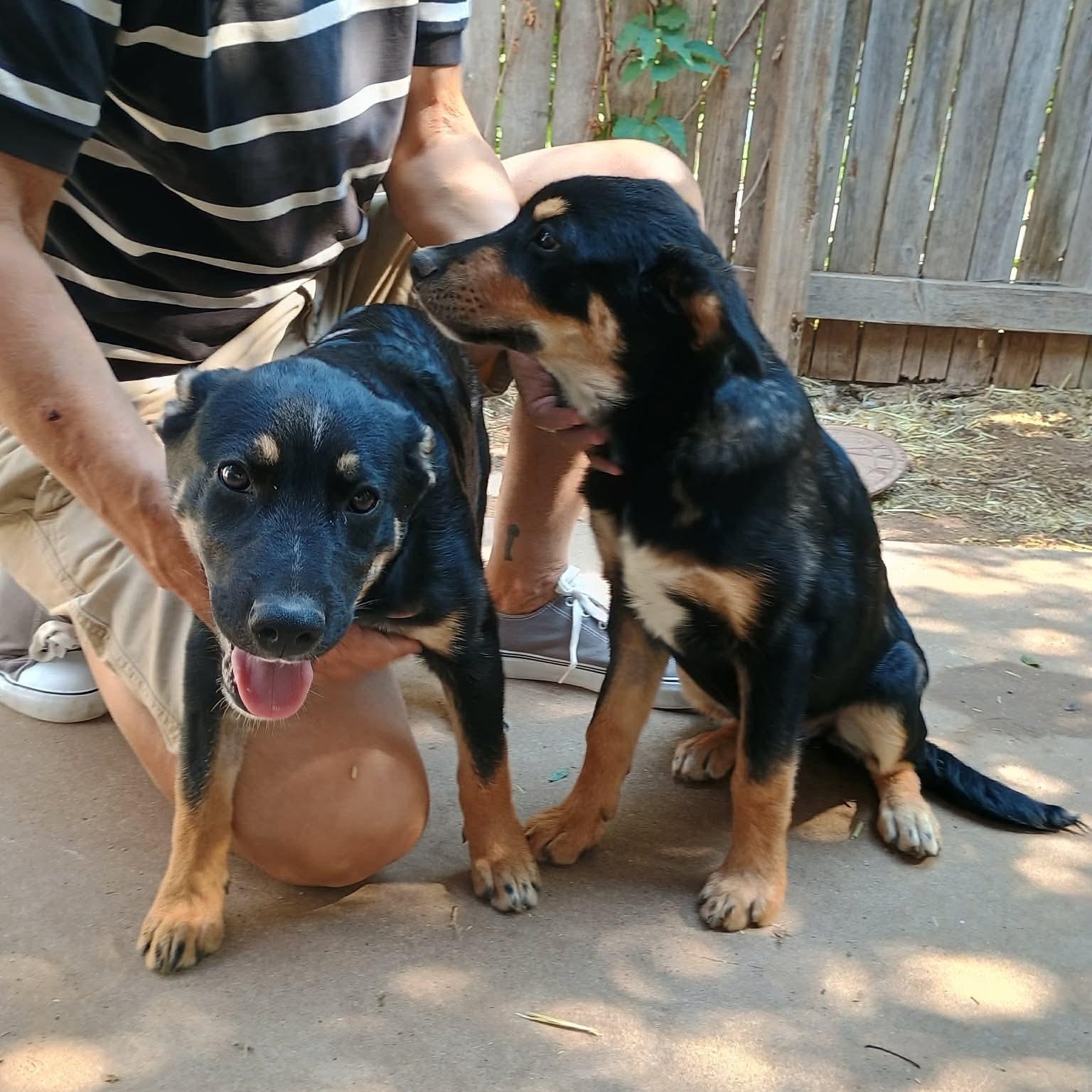 Skeet, a ADOPTABLE German Shepherd Dog in Amarillo, TX image 6/6