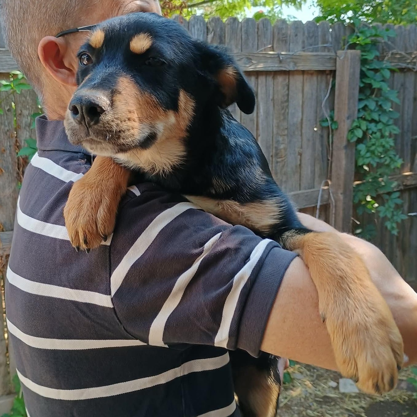 Skeet, a ADOPTABLE German Shepherd Dog in Amarillo, TX image 5/6