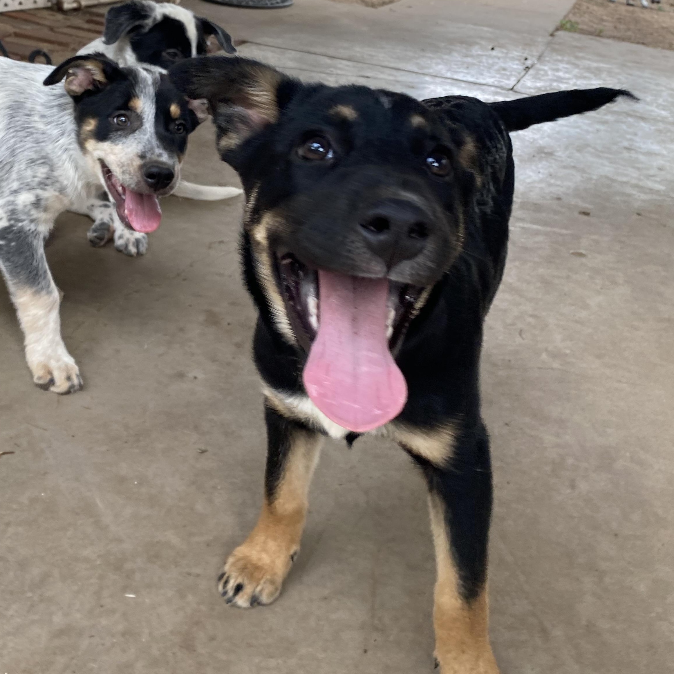 Skeet, a ADOPTABLE German Shepherd Dog in Amarillo, TX image 3/6