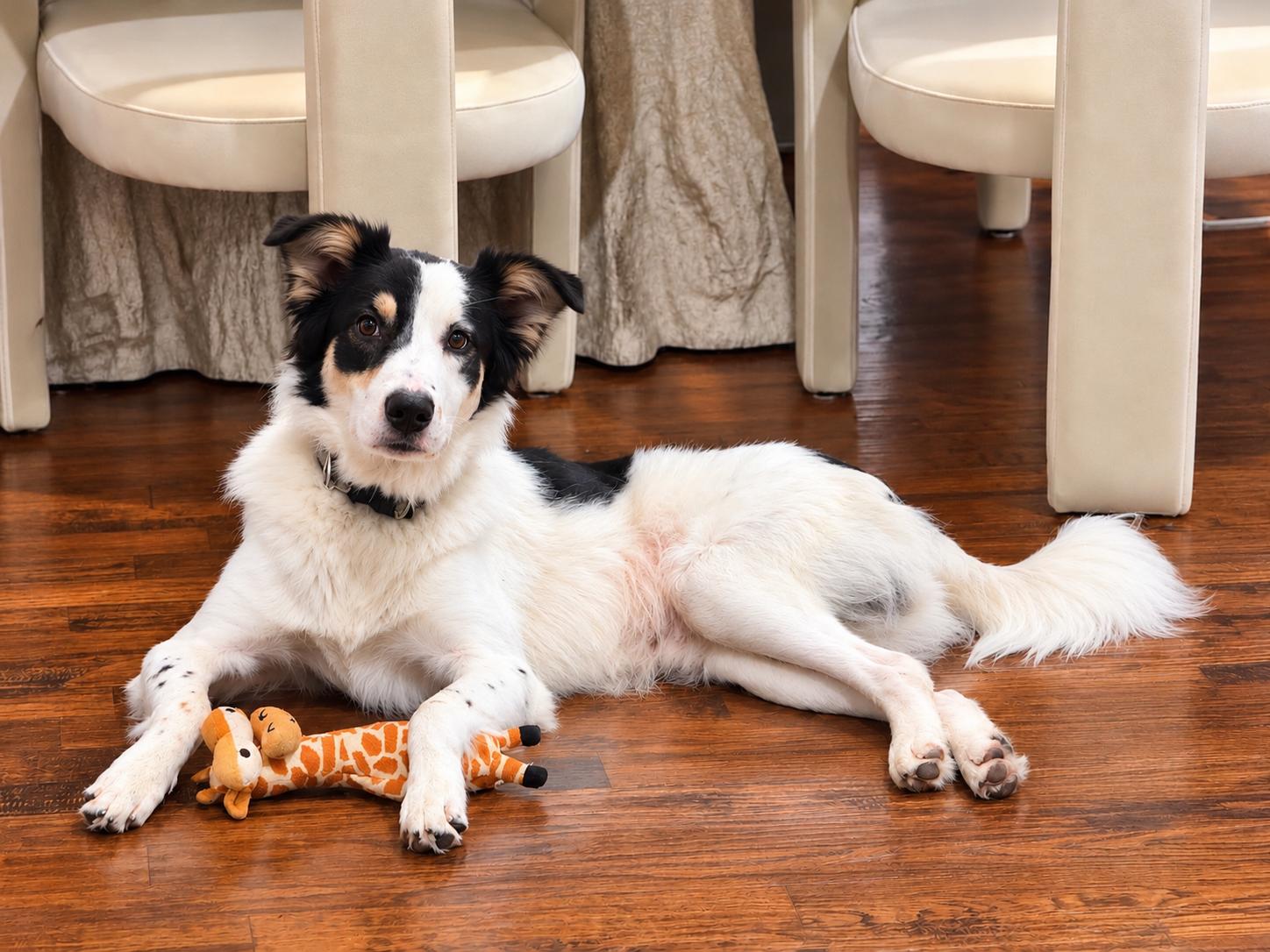 Enlarge Jasper, a Adoptable mixed breed in West Islip, NY image 5/6