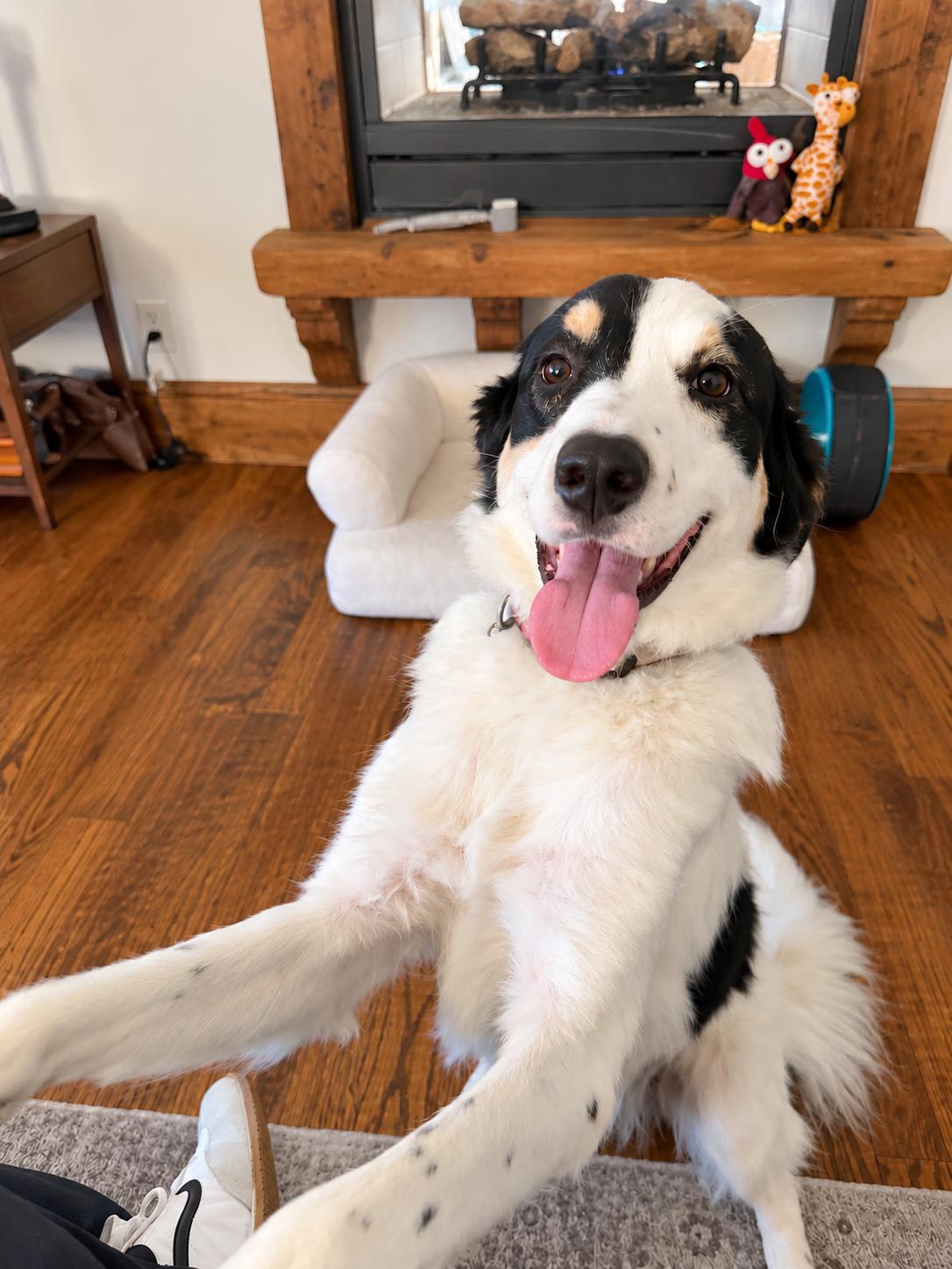 Enlarge Jasper, a Adoptable mixed breed in West Islip, NY image 2/6