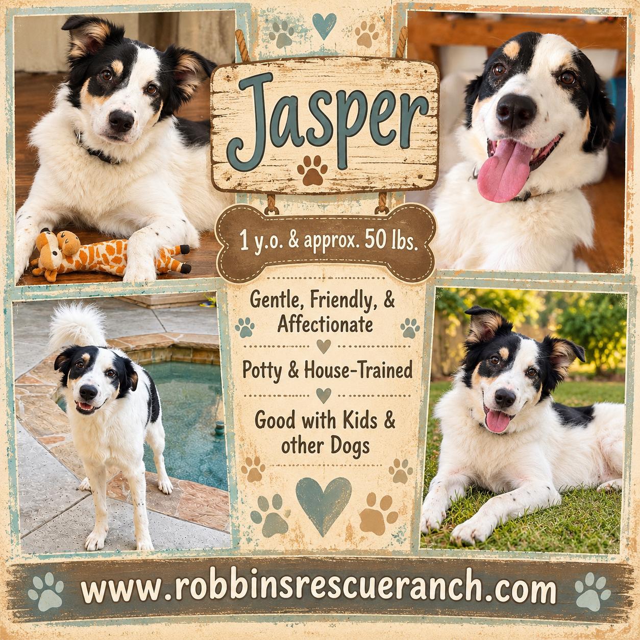Enlarge Jasper, a Adoptable mixed breed in West Islip, NY image 1/6