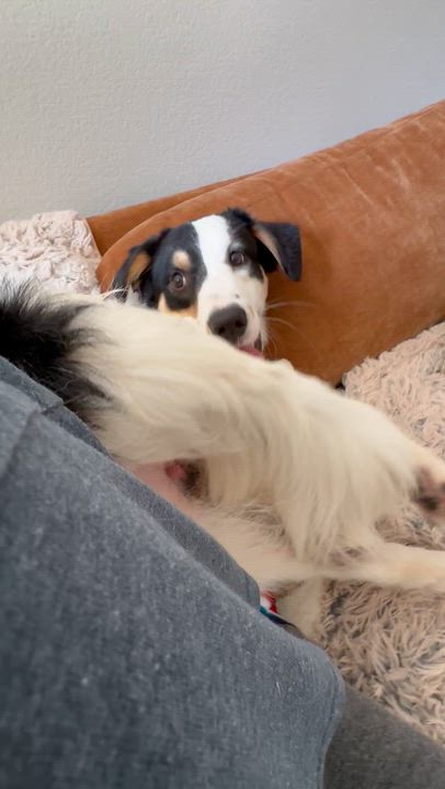 Enlarge Jasper, a Adoptable mixed breed in West Islip, NY video 6/6