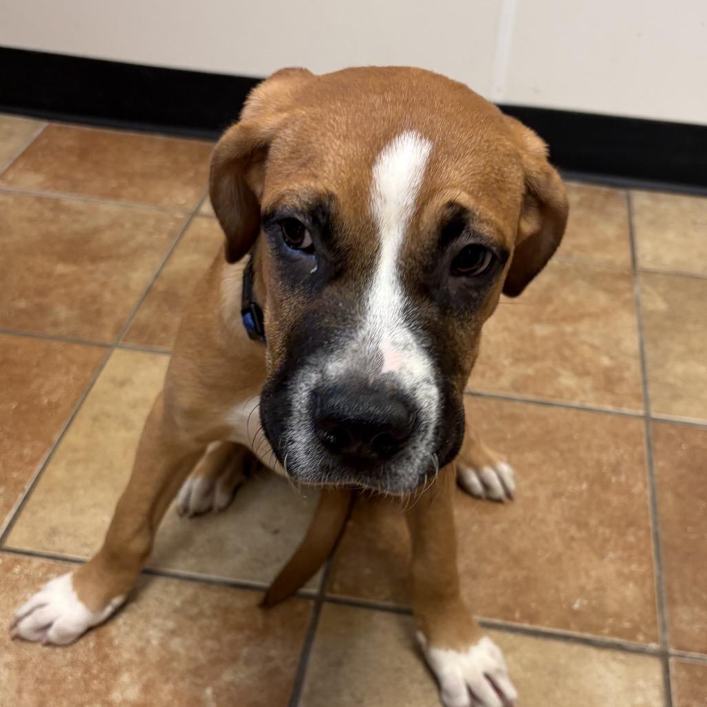 Enlarge FWT Beef Cake, a Adoptable mixed breed in Midland, TX image 1/1