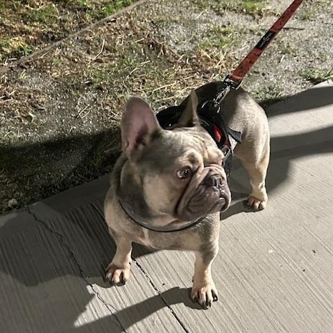 Enlarge Matcha, a Adopted French Bulldog in Floral Park, NY image 4/4