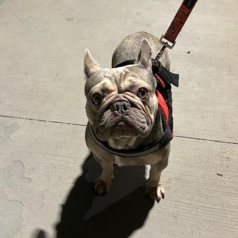 Enlarge Matcha, a Adopted French Bulldog in Floral Park, NY image 3/4