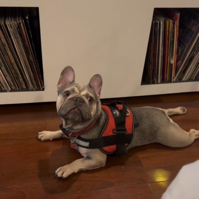 Enlarge Matcha, a Adopted French Bulldog in Floral Park, NY image 2/4