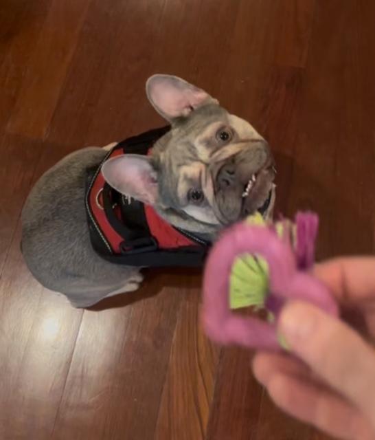 Matcha, Adopted, Adult Female French Bulldog.