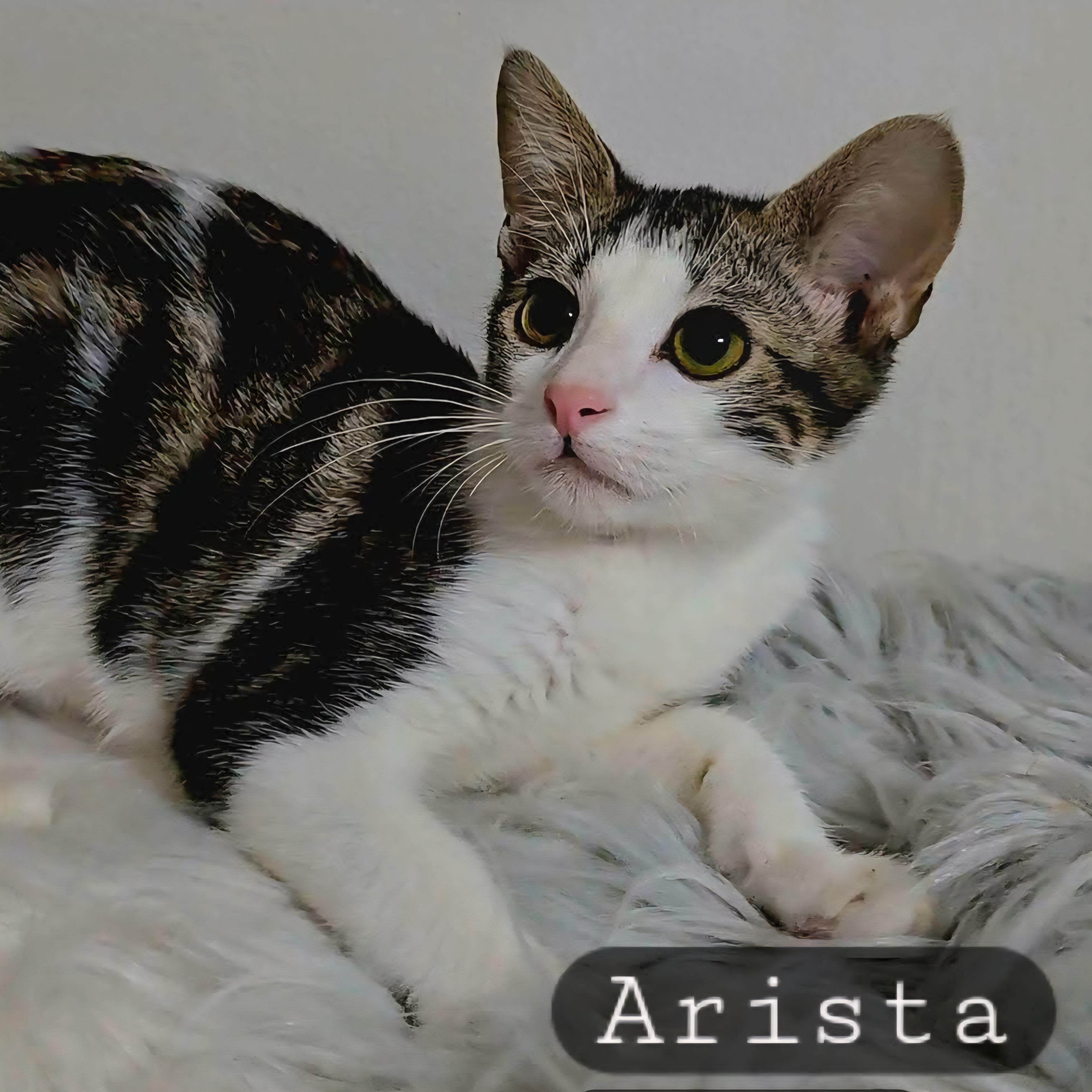 Arista