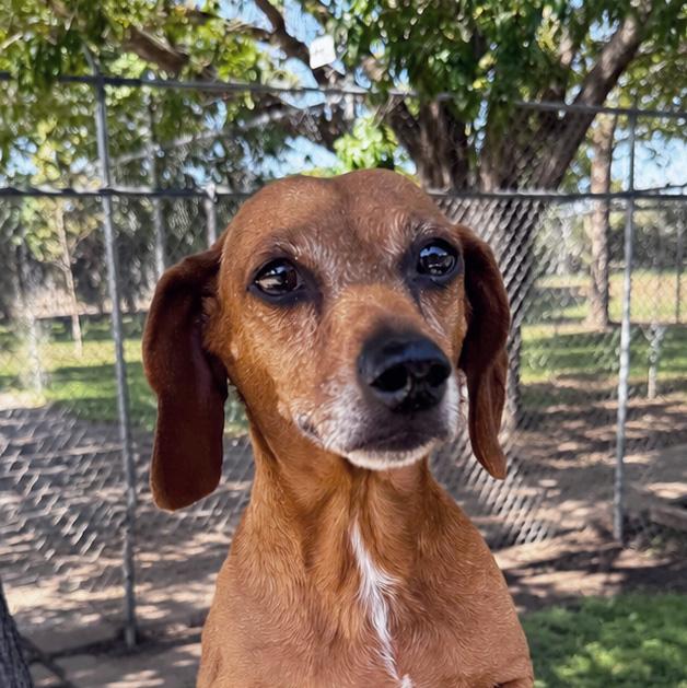 Pollo, an adopted Dachshund in Albuquerque, NM image 2/2