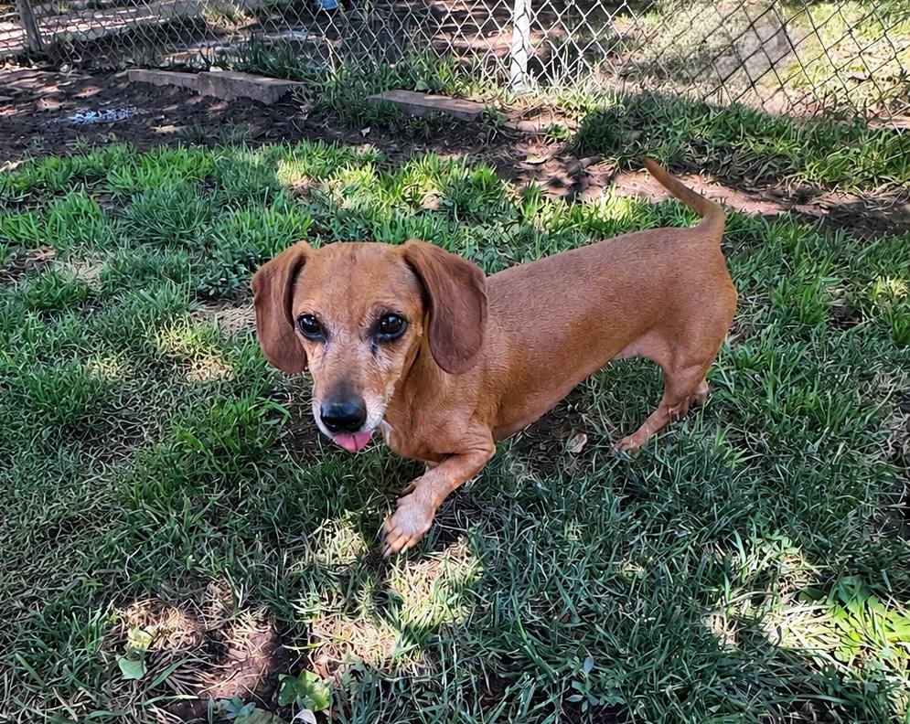 Pollo, an adopted Dachshund in Albuquerque, NM image 1/2