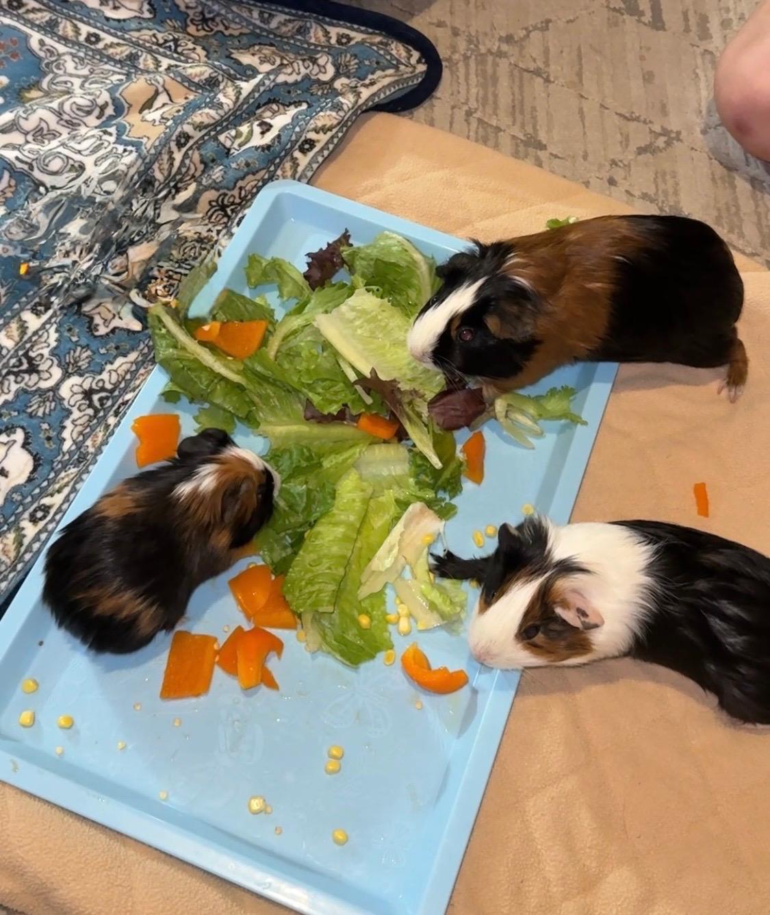 Enlarge Sadie, Selena & Sage, a Adoptable Short-Haired in San Antonio, TX image 1/2