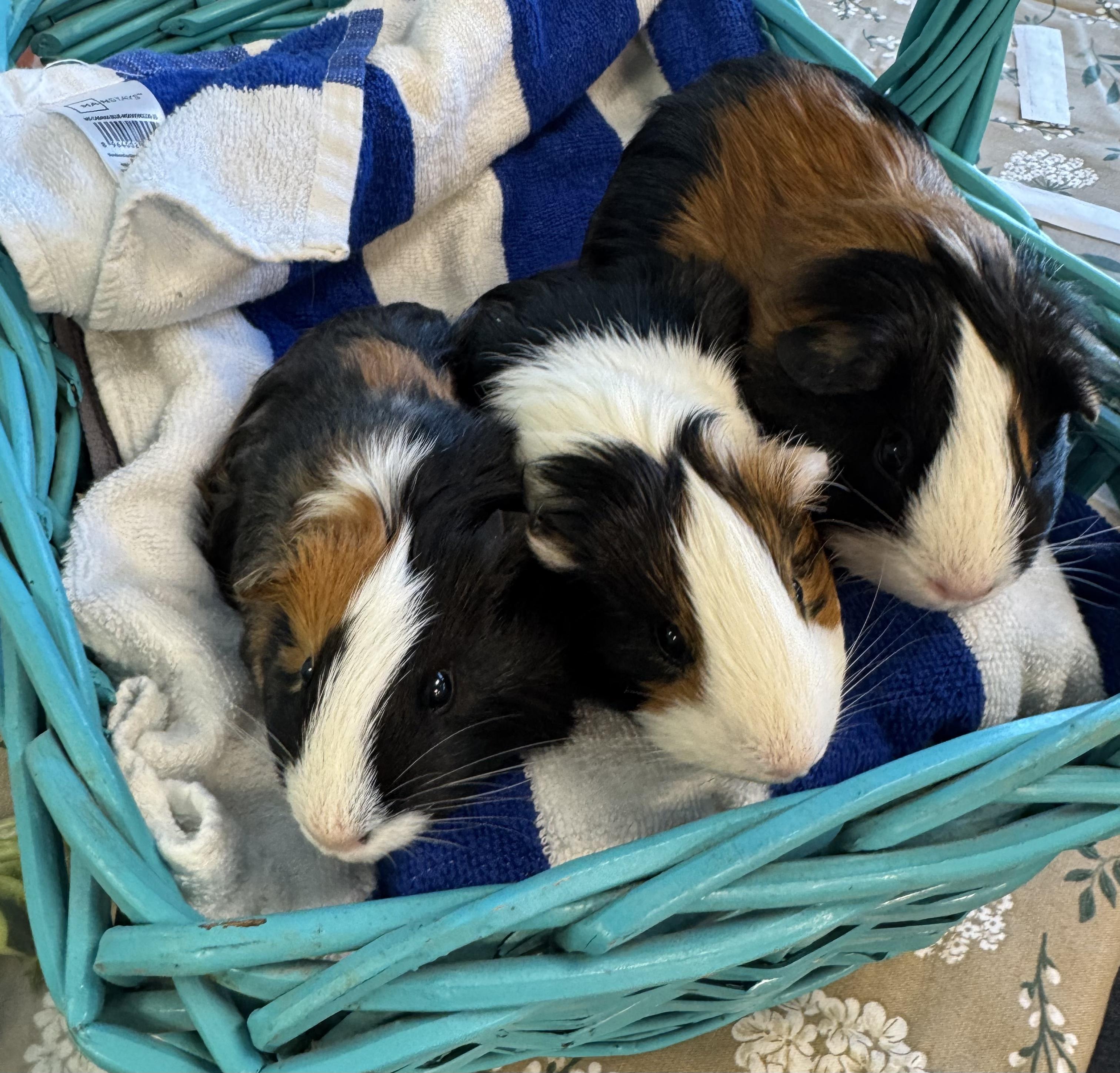 Enlarge Sadie, Selena & Sage( can be a pair or trio), an adopted Short-Haired in San Antonio, TX image 3/4