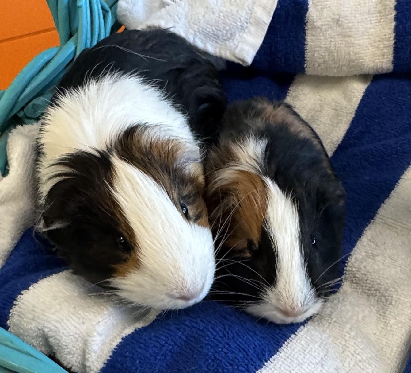 Sadie, Selena & Sage( can be a pair or trio), Adoptable, Young Female Short-Haired.