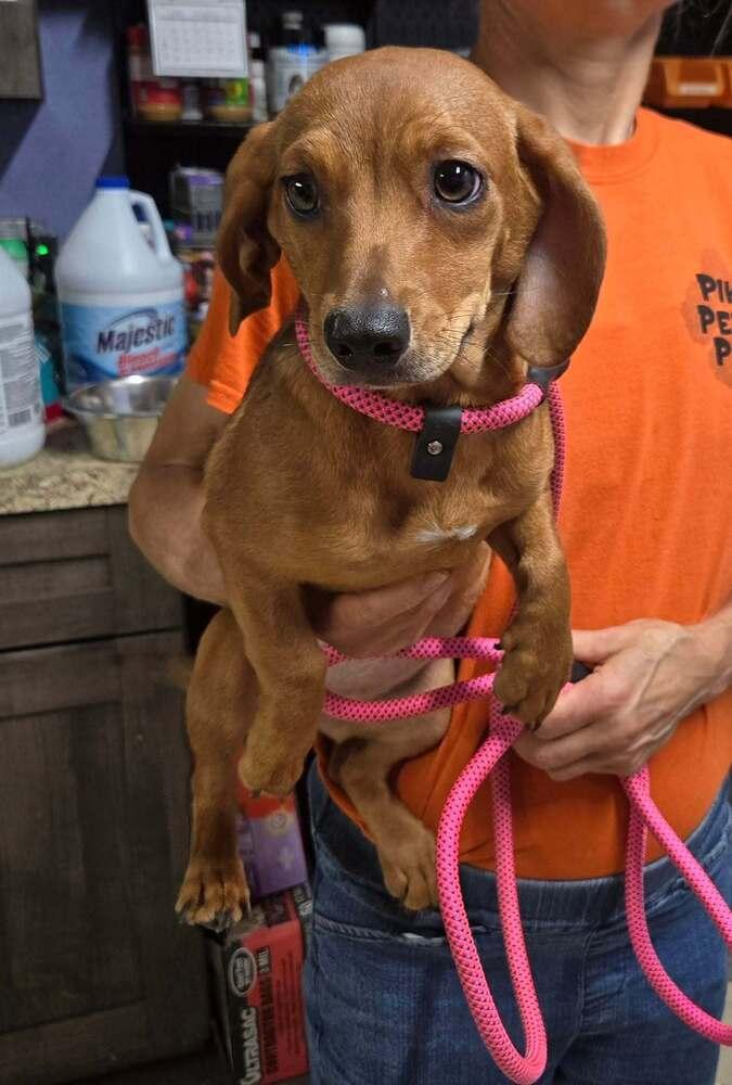 Nutmeg, Adoptable, Young Female Dachshund.