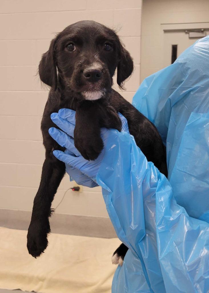 Rhombus, Adoptable, Puppy Female Mixed Breed.