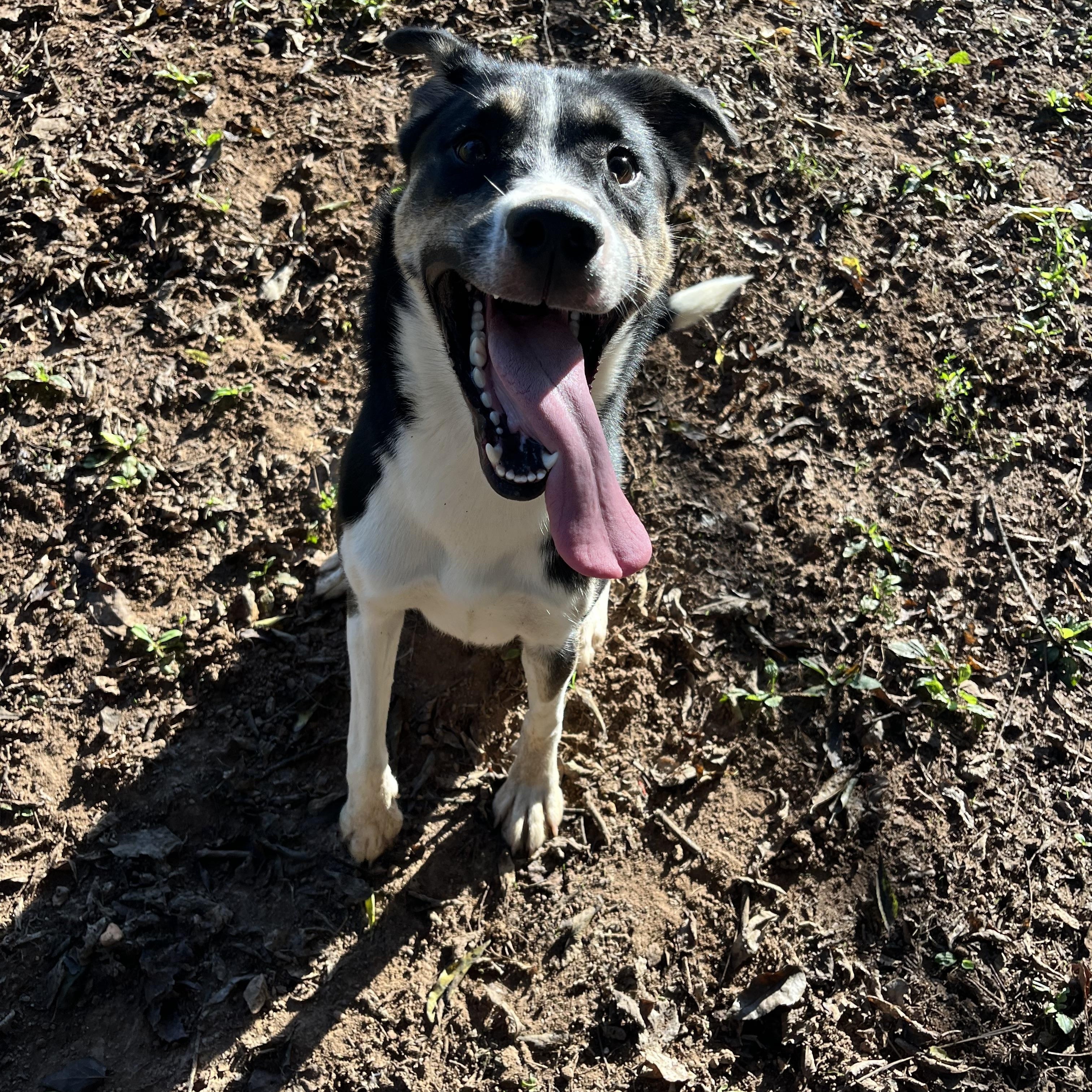 Enlarge Miso, a Adoptable mixed breed in Loudon, TN image 3/3