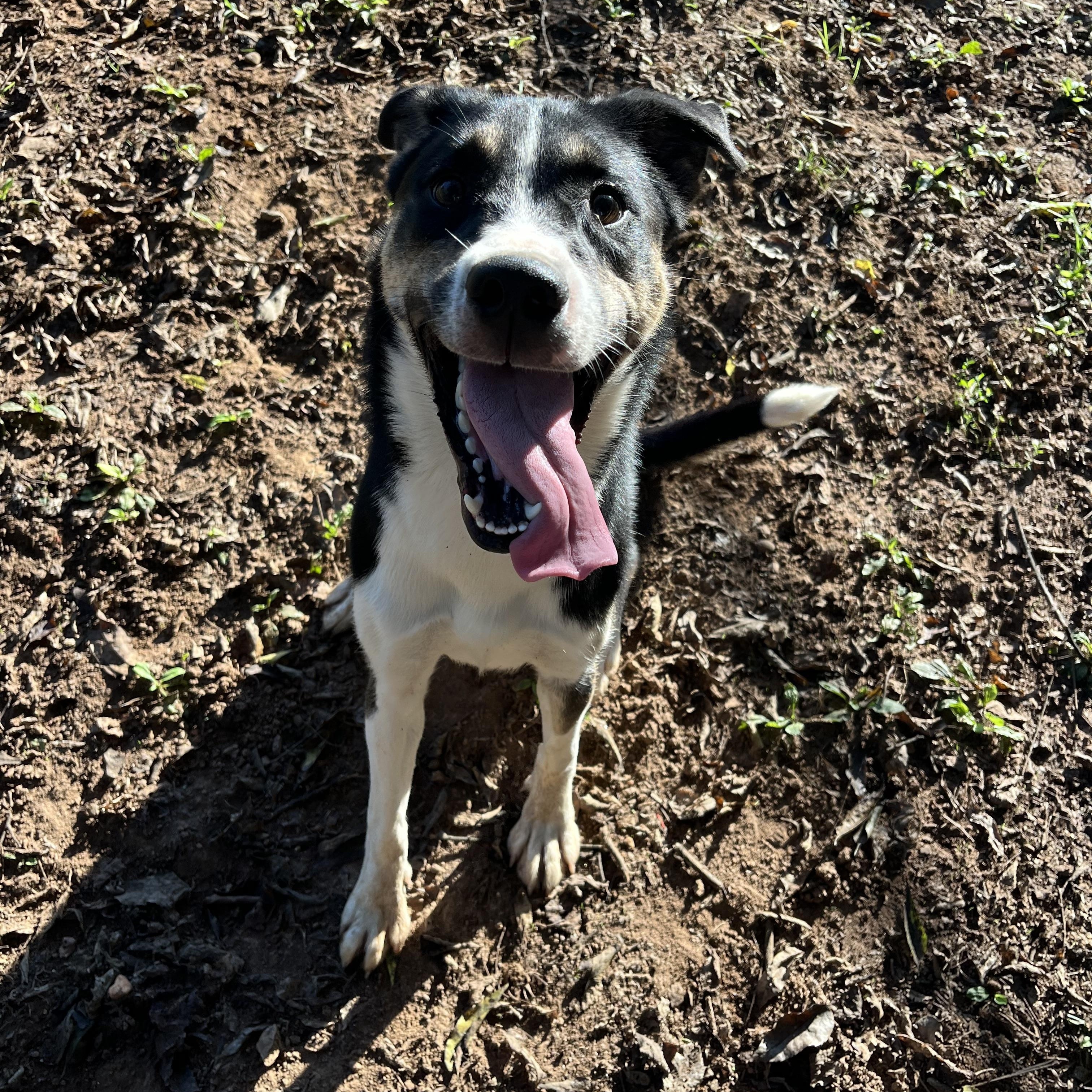 Miso, Adoptable, Young Female Husky.