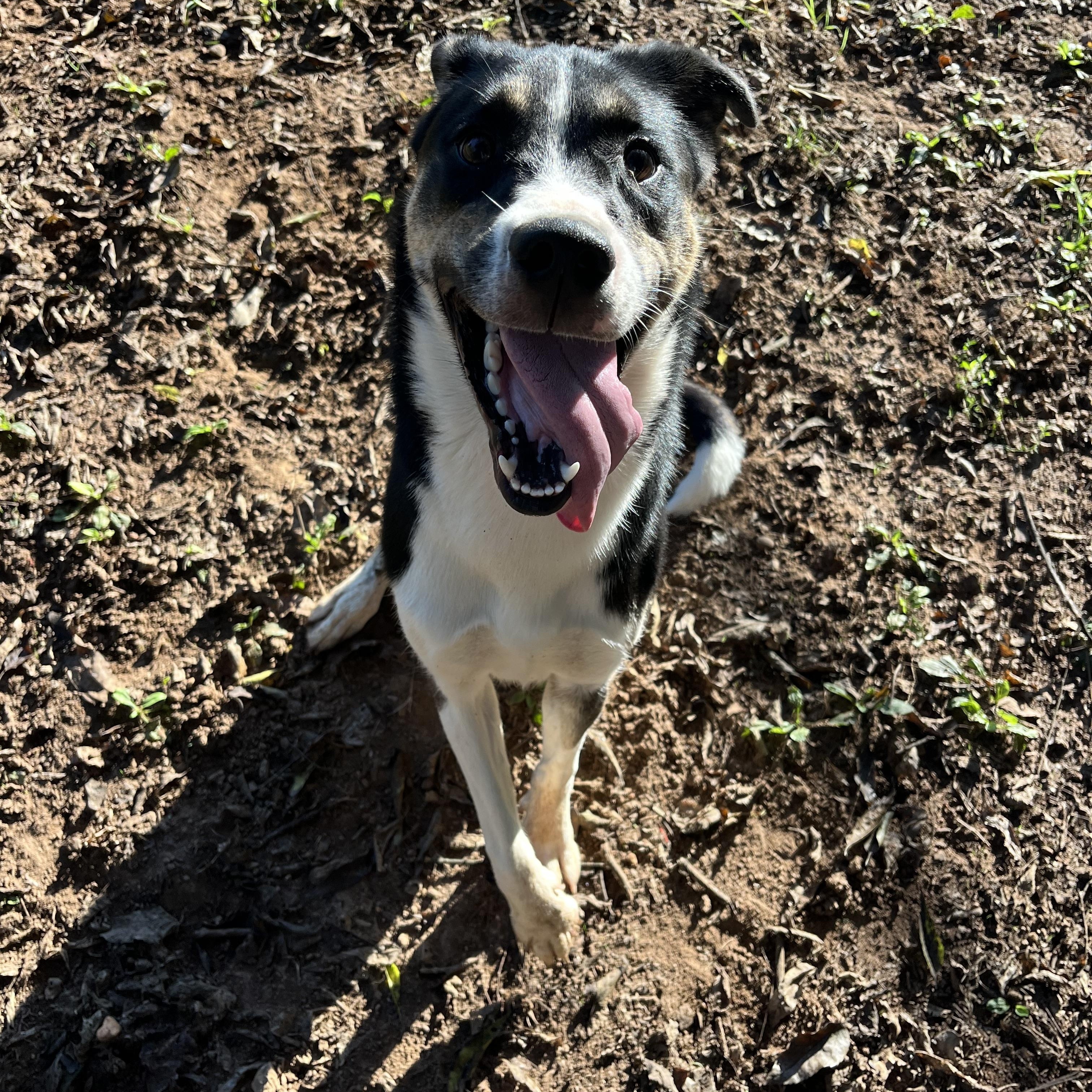 Enlarge Miso, a Adoptable mixed breed in Loudon, TN image 2/3