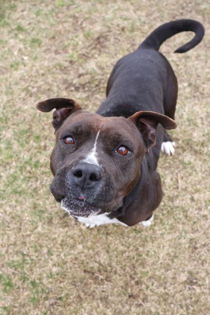 Kekoa, ADOPTABLE, Adult Male Pit Bull Terrier.