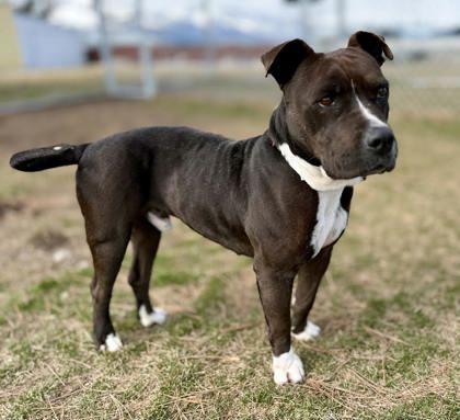 Enlarge Kekoa, a ADOPTABLE mixed breed in Hamilton, MT image 6/6